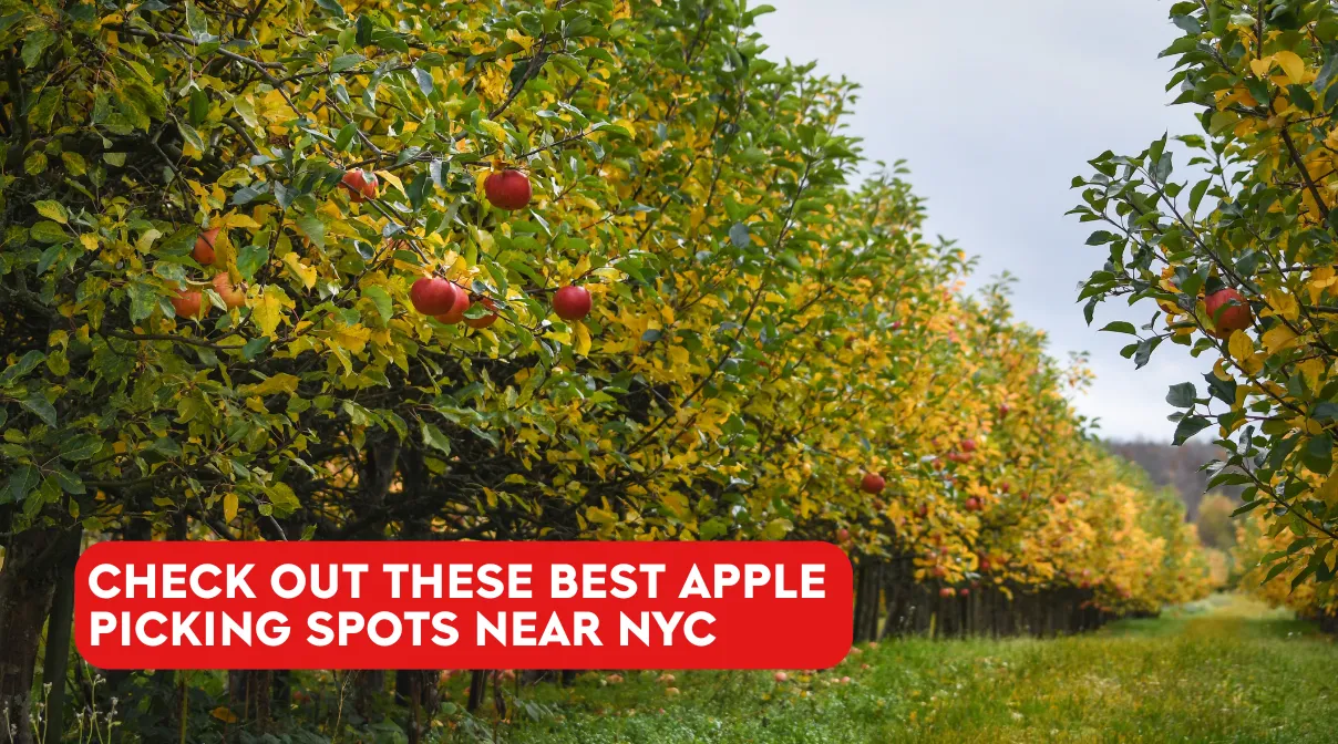 Best places to go apple picking near NYC