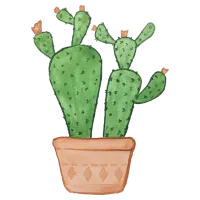 succulent plant