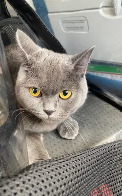 Tayna's cat in carrying case on airplane